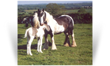Muddy Mare